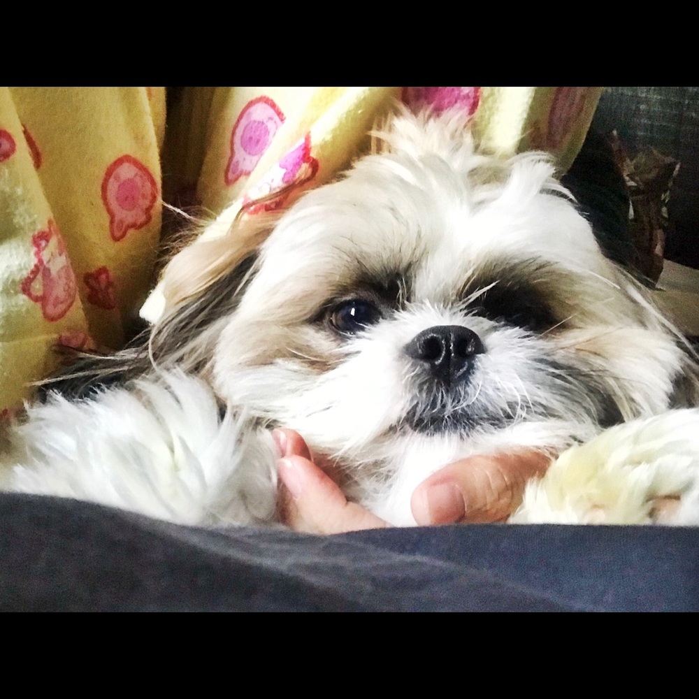 Meet your Posher, Heidee